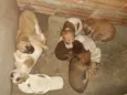 Cães 