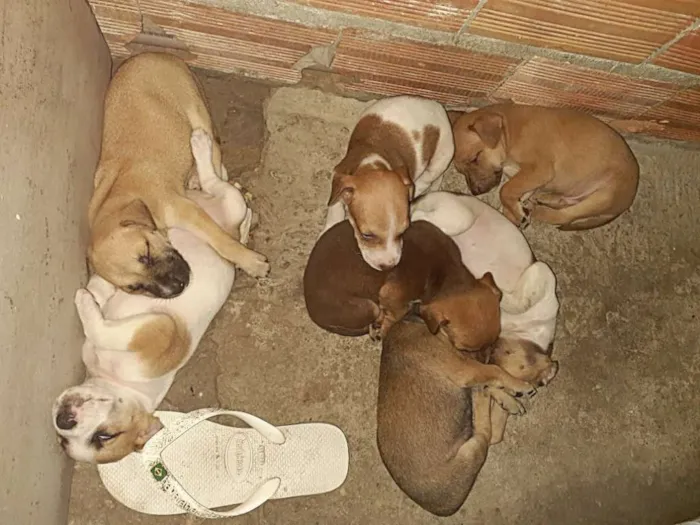 Cachorro ra a Pit bull misturado com vira-la idade 2 a 6 meses nome Cães 