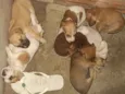 Cães 