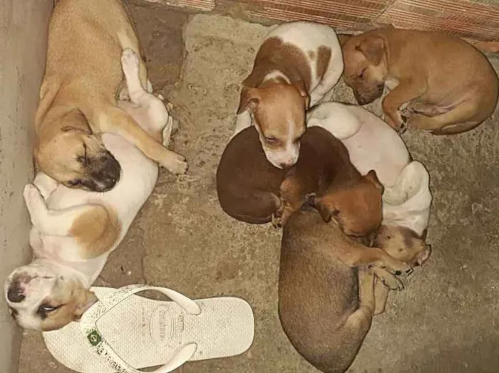 Cachorro ra a Pit bull misturado com vira-la idade 2 a 6 meses nome Cães 