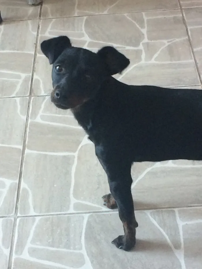 Cachorro ra a Pincher idade 2 anos nome Peter 