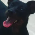 Peter 