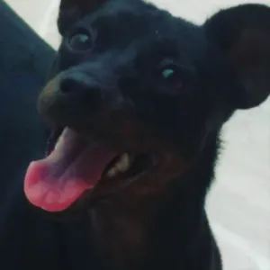 Cachorro raça Pincher idade 2 anos nome Peter 