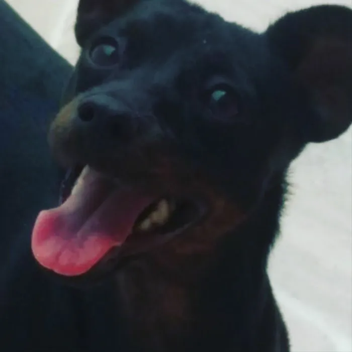 Cachorro ra a Pincher idade 2 anos nome Peter 
