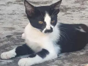 Gato raça Sem raça definida  idade 2 a 6 meses nome Mimosa