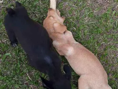 Cachorro raça Misturada idade 2 a 6 meses nome Sem nome