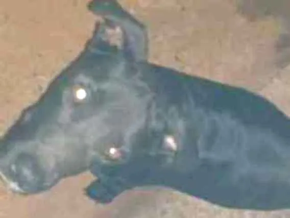 Cachorro ra a Indefinida idade 2 anos nome Wakanda