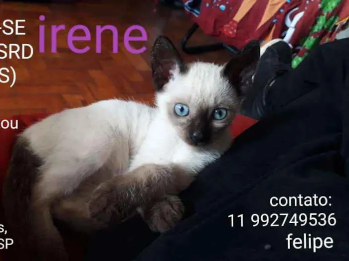 Gato ra a SRD idade 2 a 6 meses nome Irene