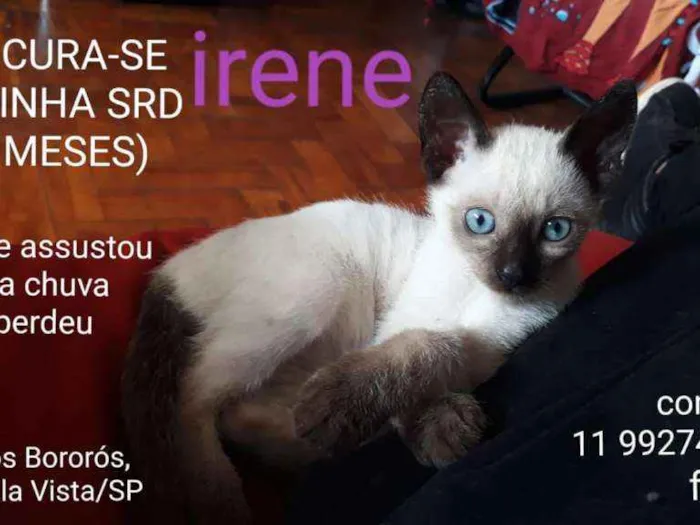 Gato ra a SRD idade 2 a 6 meses nome Irene