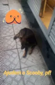 Scooby