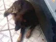 Scooby