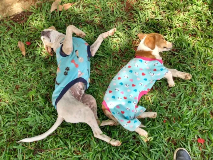 Cachorro ra a Não sei  idade  nome Sem nome 