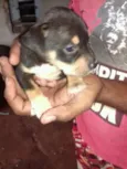 Pretinha