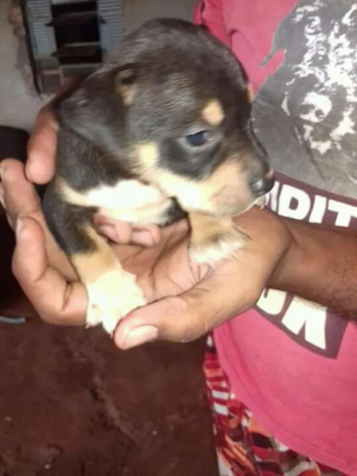 Cachorro raça Viralata idade Abaixo de 2 meses nome Pretinha