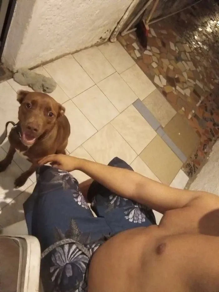 Cachorro raça Vira latas idade 7 a 11 meses nome Lila