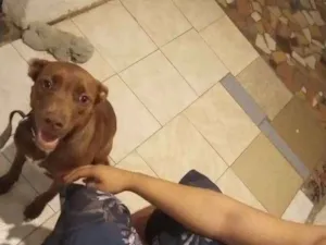 Cachorro raça Vira latas idade 7 a 11 meses nome Lila