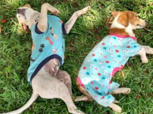 Cachorro raça Não sei  idade  nome Sem nome 