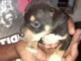 Pretinha