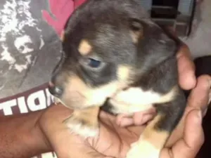 Cachorro raça Viralata idade Abaixo de 2 meses nome Pretinha