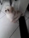 Jake