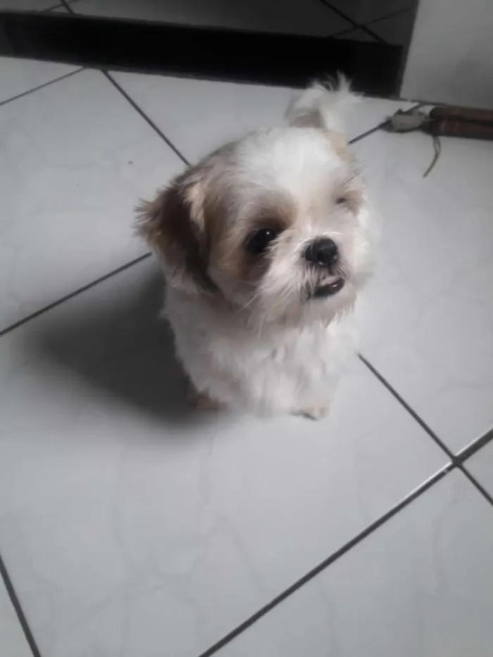 Cachorro ra a Shi tzu idade 4 anos nome Jake