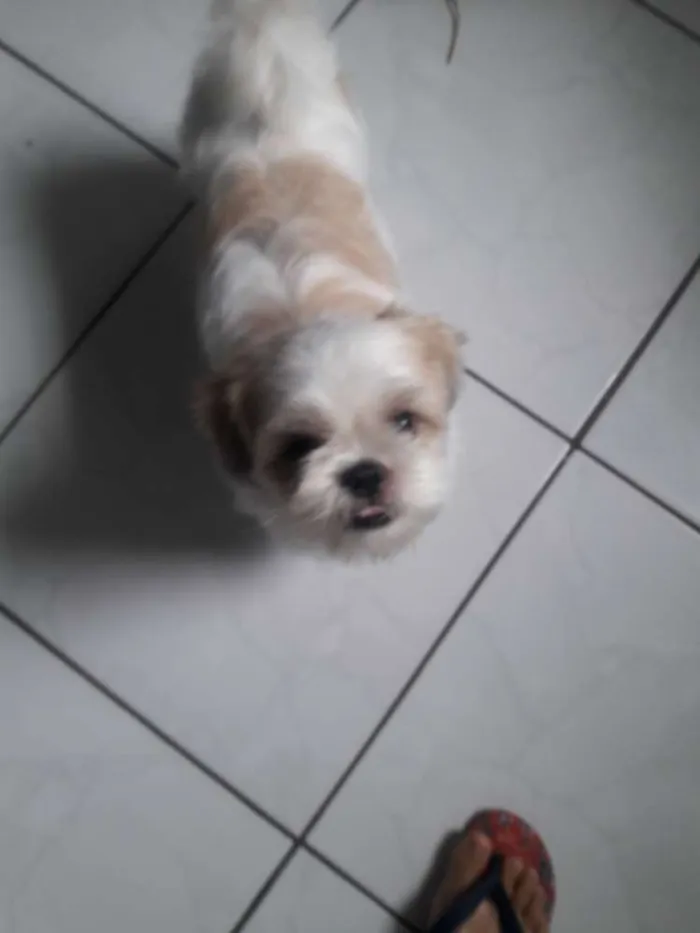 Cachorro ra a Shi tzu idade 4 anos nome Jake