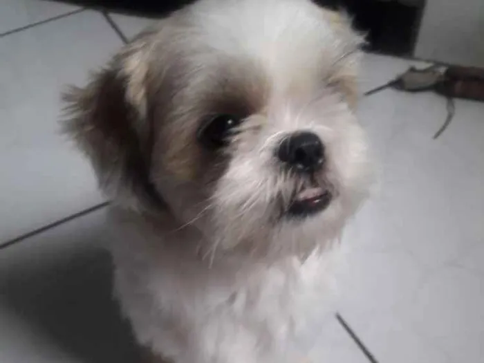 Cachorro ra a Shi tzu idade 4 anos nome Jake