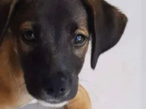 Cachorro raça Ração não definida  idade 2 a 6 meses nome Sem nome