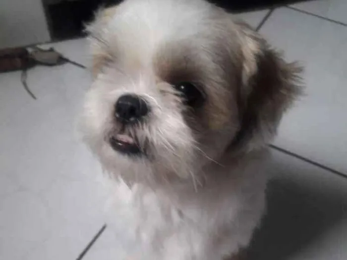 Cachorro ra a Shi tzu idade 4 anos nome Jake