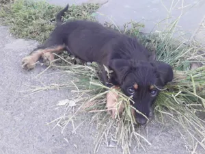 Cachorro raça Salsicha idade 2 a 6 meses nome Laila