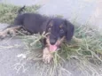Laila
