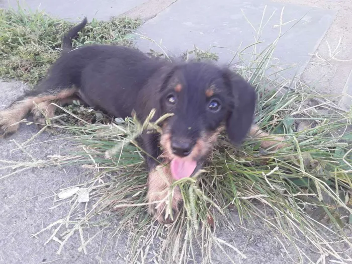 Cachorro raça Salsicha idade 2 a 6 meses nome Laila