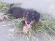Laila