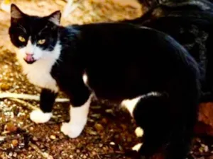 Gato raça SRD idade 7 a 11 meses nome Mel 