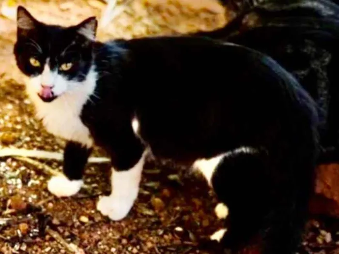 Gato ra a SRD idade 7 a 11 meses nome Mel 