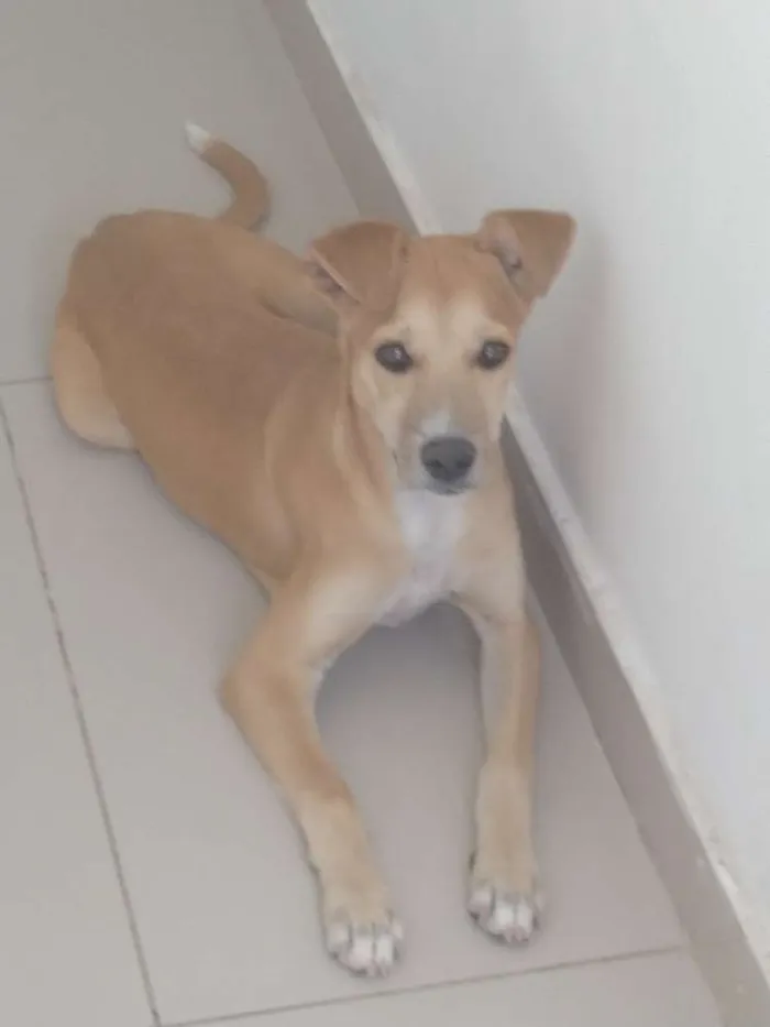 Cachorro raça Sem raça idade 7 a 11 meses nome Nina
