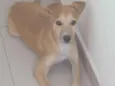 Nina