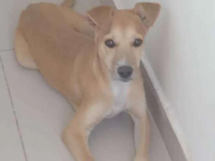 Cachorro raça Sem raça idade 7 a 11 meses nome Nina