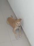 Nina