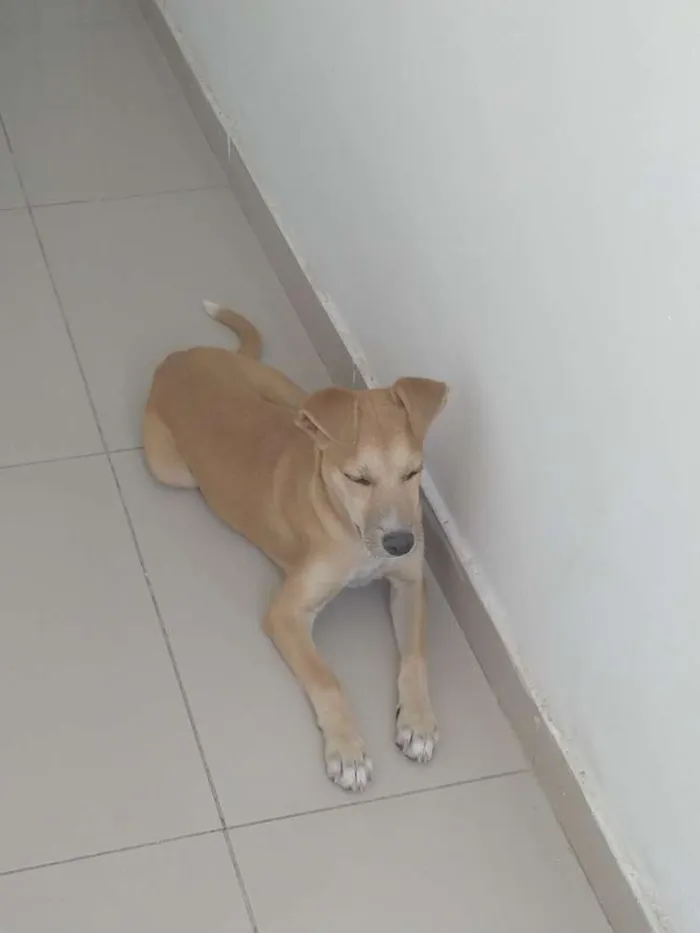 Cachorro raça Sem raça idade 7 a 11 meses nome Nina