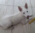 GALEGA
