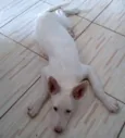 GALEGA