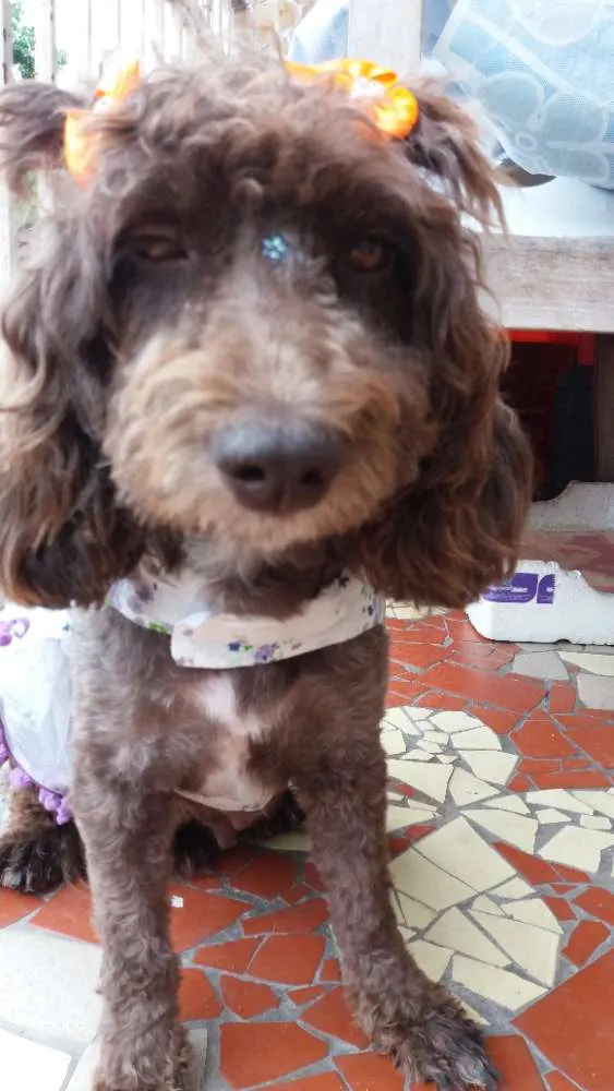 Cachorro ra a Poodle  idade 2 anos nome Bella 