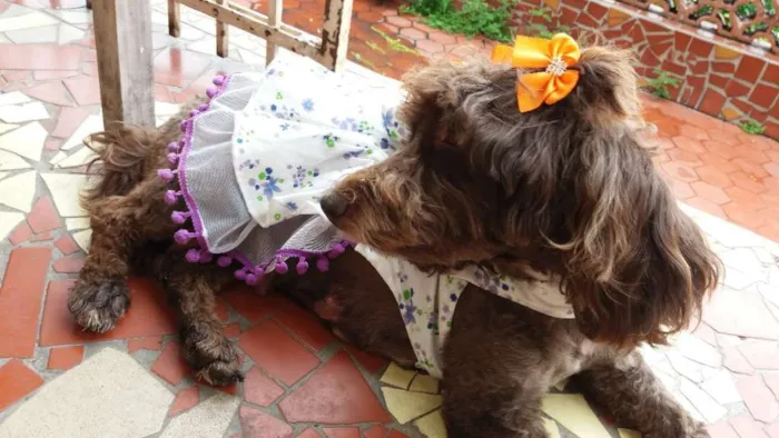 Cachorro ra a Poodle  idade 2 anos nome Bella 