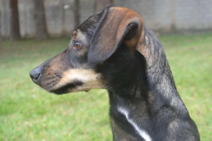 Cachorro ra a SRD idade 1 ano nome MILENA Princesinha