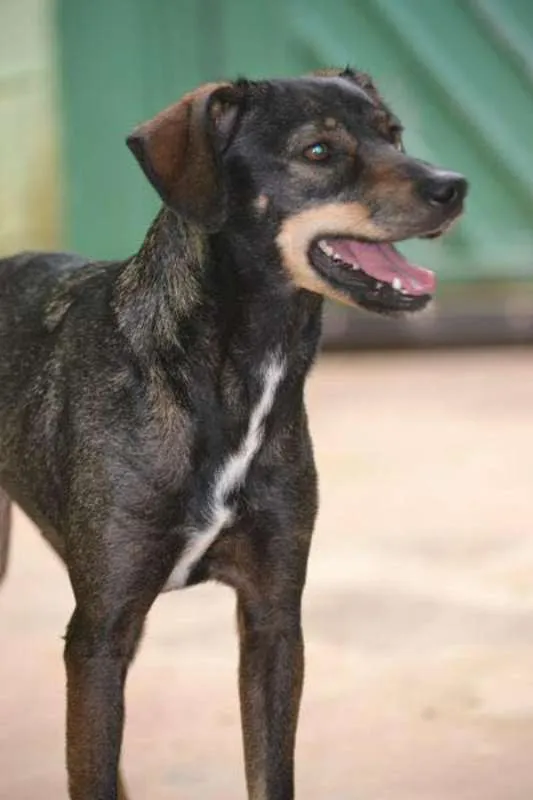 Cachorro ra a SRD idade 1 ano nome MILENA Princesinha