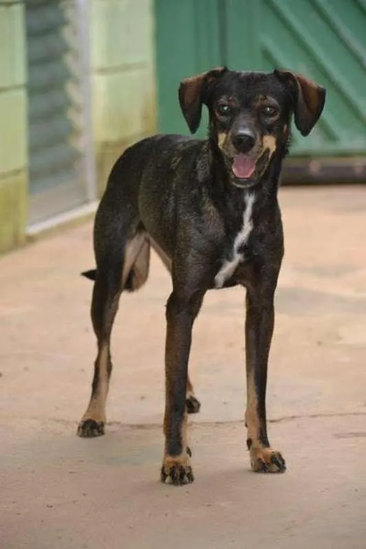 Cachorro ra a SRD idade 1 ano nome MILENA Princesinha
