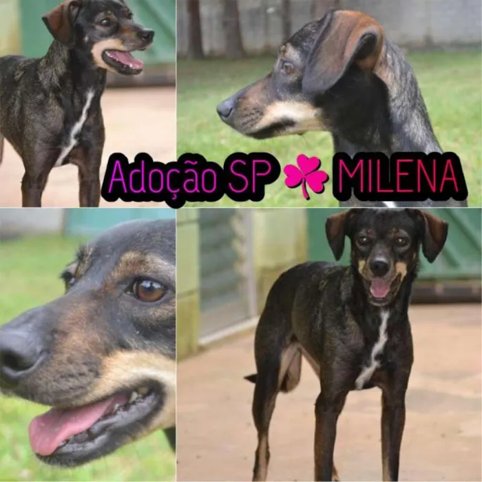 Cachorro ra a SRD idade 1 ano nome MILENA Princesinha