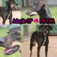 MILENA Princesinha