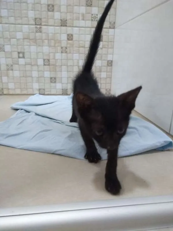 Gato ra a SRD idade 2 a 6 meses nome Pipoca